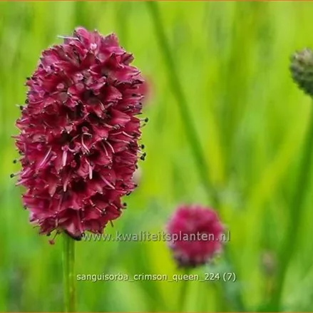 Sanguisorba 'Crimson Queen'