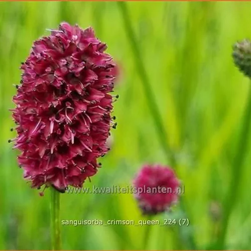 Sanguisorba 'Crimson Queen'