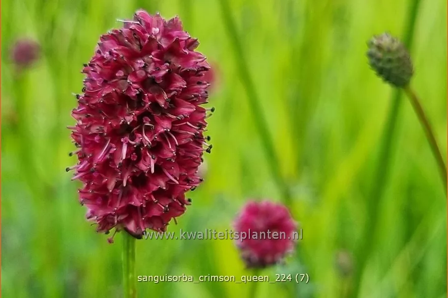 Sanguisorba 'Crimson Queen'