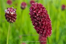 Sanguisorba 'Crimson Queen'
