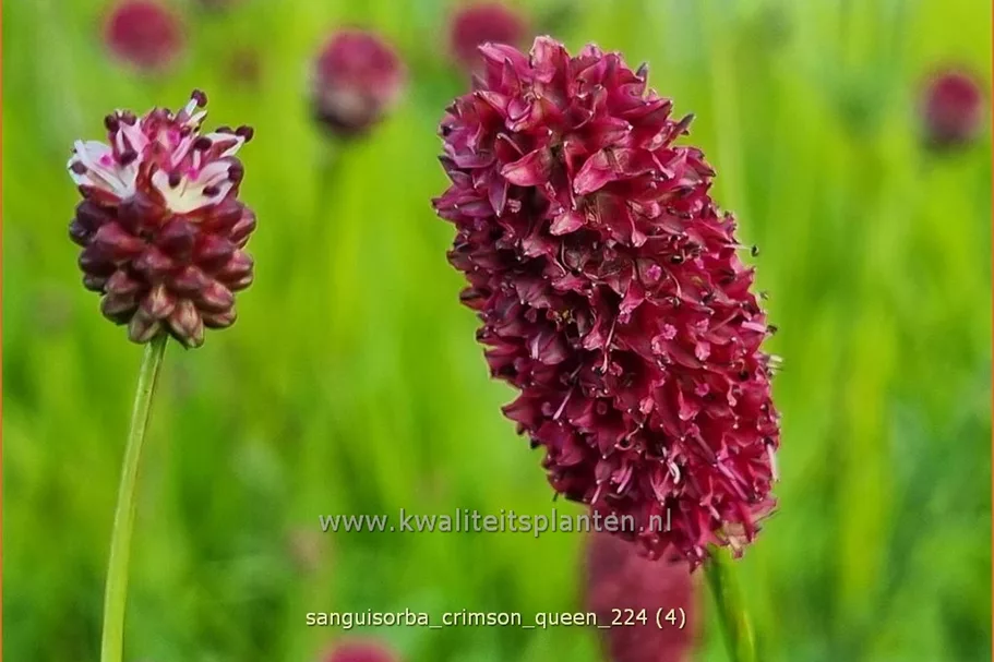Sanguisorba 'Crimson Queen'