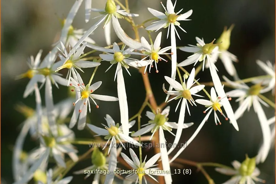 Saxifraga cortusifolia var. fortunei