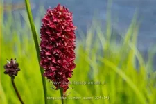 Sanguisorba 'Crimson Queen'