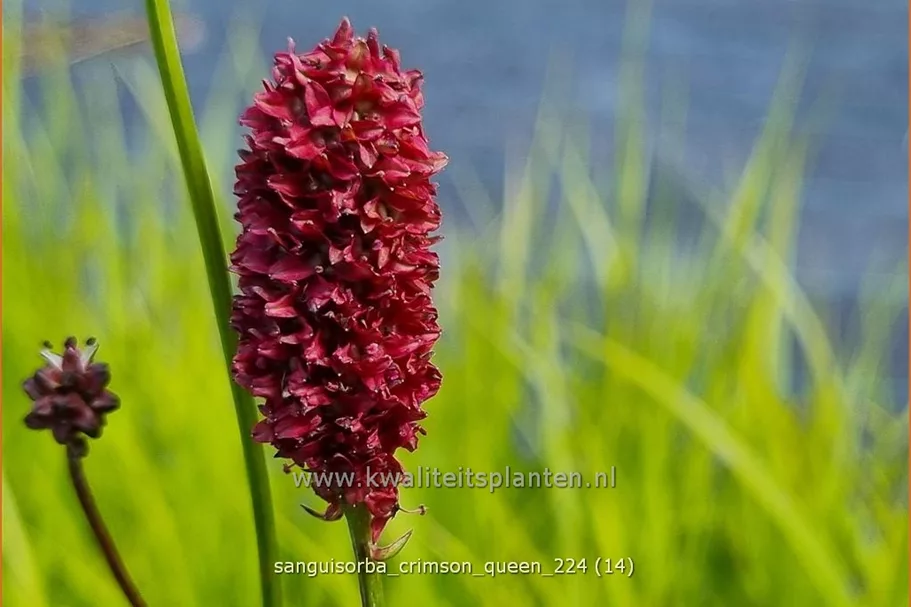 Sanguisorba 'Crimson Queen'