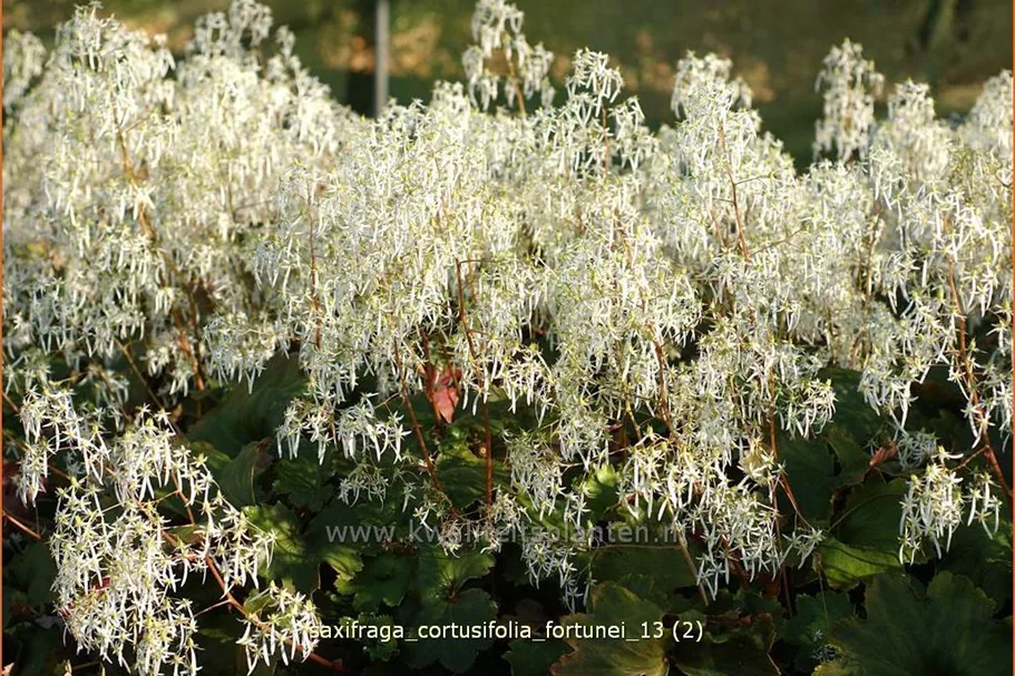 Saxifraga cortusifolia var. fortunei
