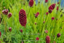 Sanguisorba 'Crimson Queen'