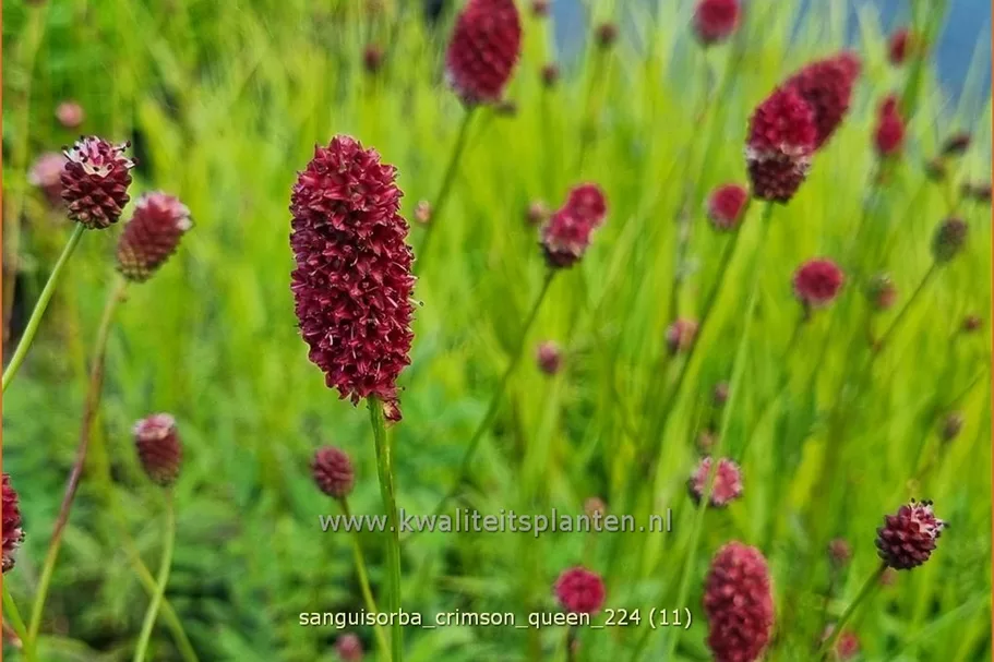 Sanguisorba 'Crimson Queen'