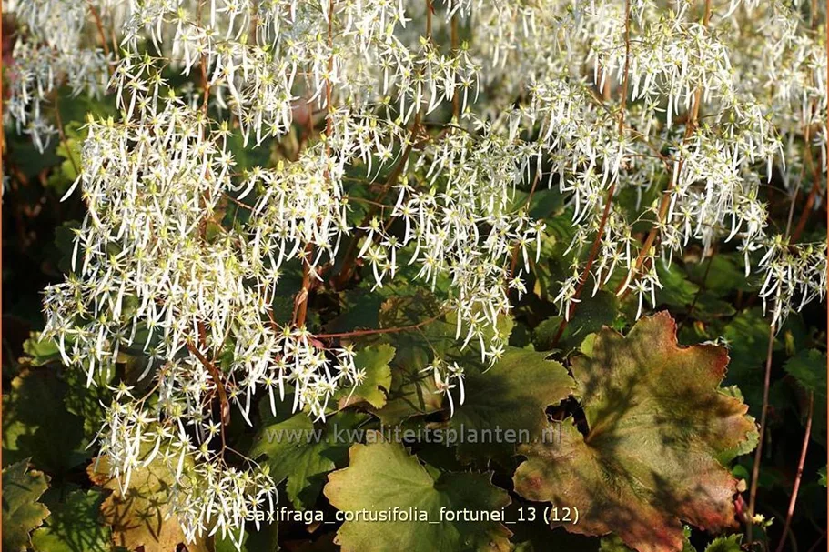 Saxifraga cortusifolia var. fortunei