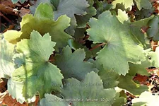 Saxifraga cortusifolia var. fortunei