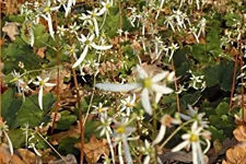 Saxifraga cortusifolia var. fortunei
