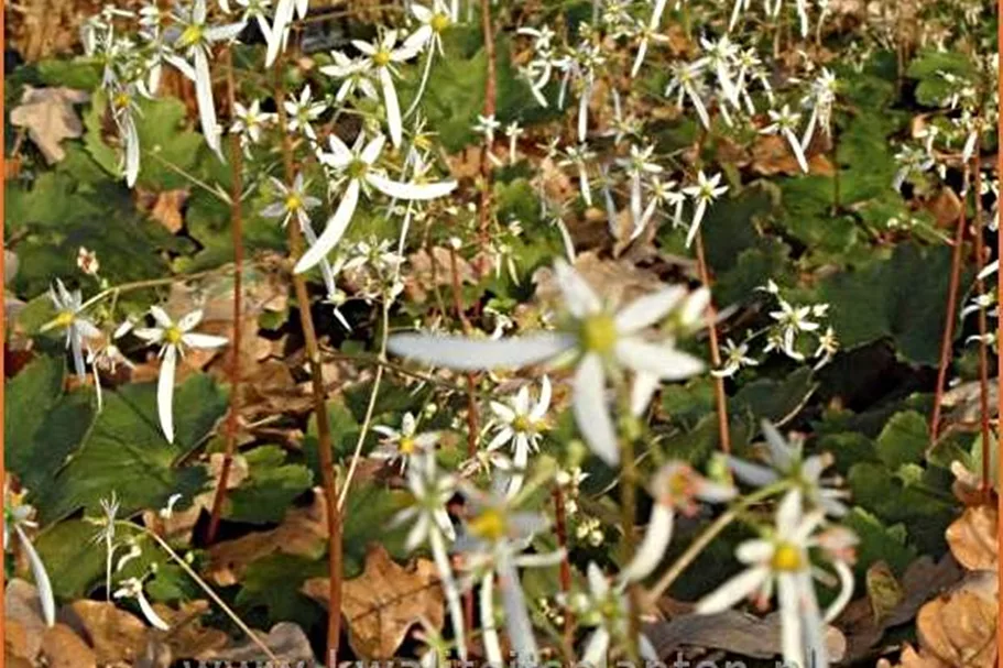 Saxifraga cortusifolia var. fortunei