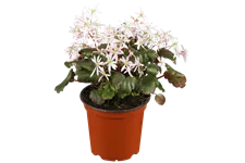 Saxifraga cortusifolia var. fortunei