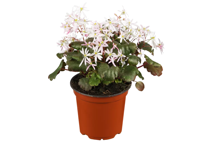 Saxifraga cortusifolia var. fortunei