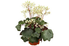 Saxifraga cortusifolia var. fortunei