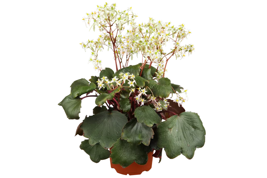 Saxifraga cortusifolia var. fortunei