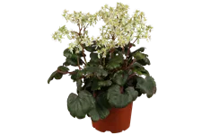 Saxifraga cortusifolia var. fortunei