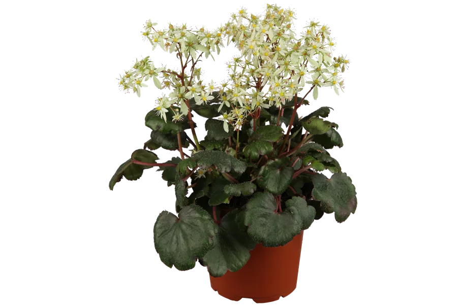 Saxifraga cortusifolia var. fortunei