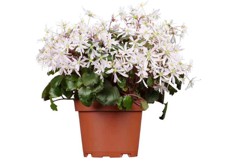 Saxifraga cortusifolia var. fortunei