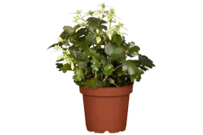 Saxifraga cortusifolia var. fortunei