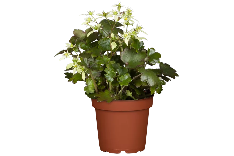 Saxifraga cortusifolia var. fortunei