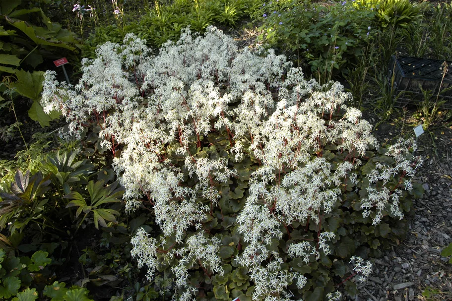 Saxifraga cortusifolia var. fortunei