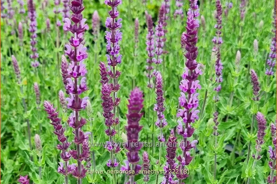 Salvia nemorosa 'Amethyst'