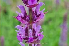 Salvia nemorosa 'Amethyst'