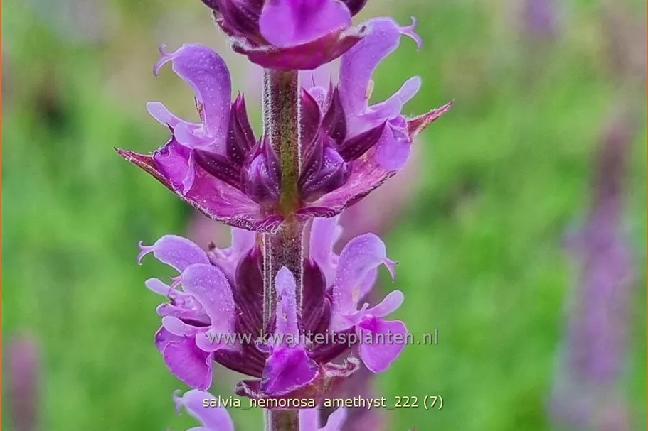 Salvia nemorosa 'Amethyst'
