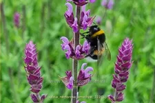 Salvia nemorosa 'Amethyst'