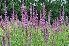 Salvia nemorosa 'Amethyst'