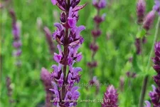 Salvia nemorosa 'Amethyst'