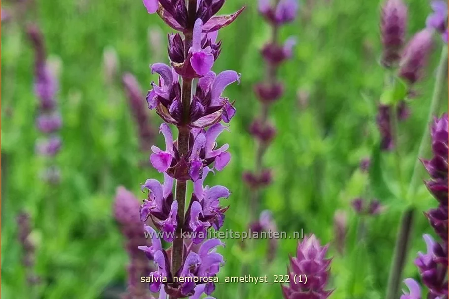 Salvia nemorosa 'Amethyst'