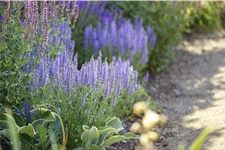 Salvia nemorosa 'Amethyst'