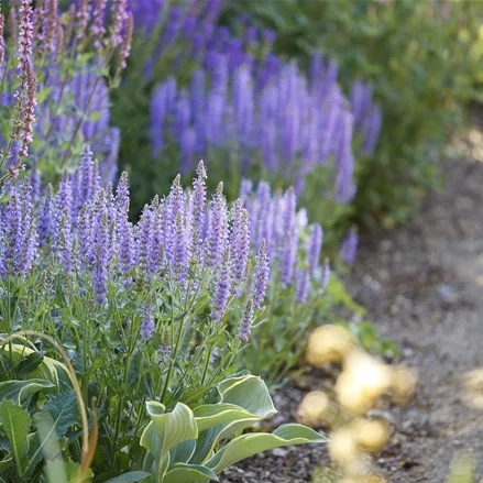 Salvia nemorosa 'Amethyst'