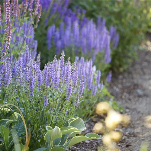 Salvia nemorosa 'Amethyst'