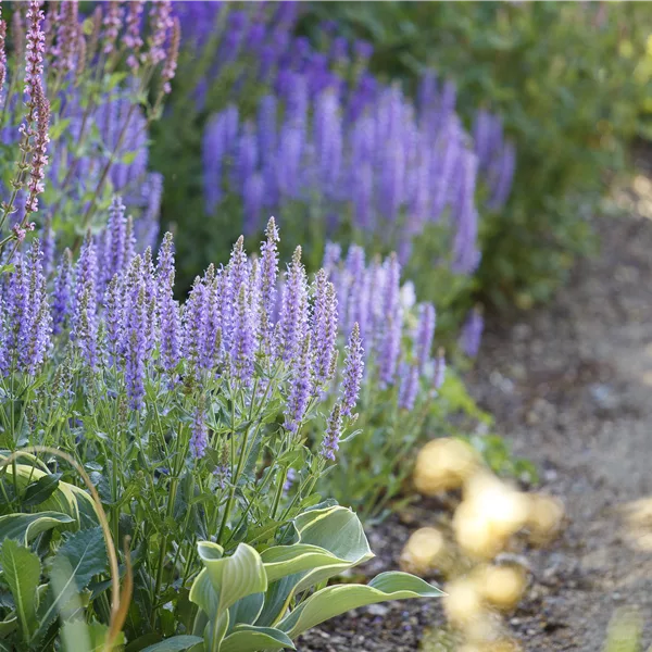 Salvia nemorosa 'Amethyst'
