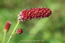 Sanguisorba 'Henk Gerritsen'