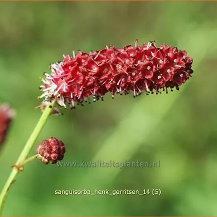 Sanguisorba 'Henk Gerritsen'