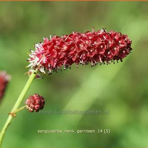 Sanguisorba 'Henk Gerritsen'