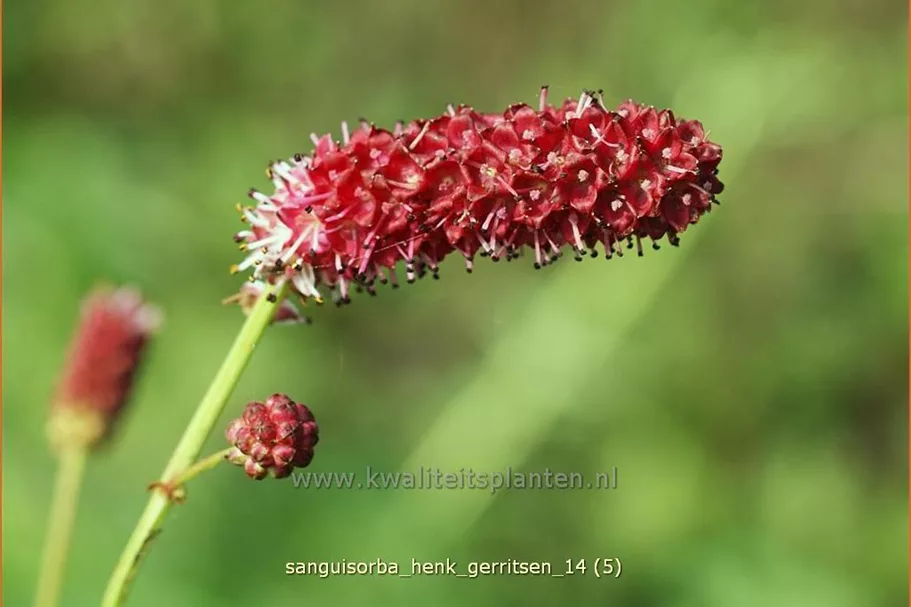 Sanguisorba 'Henk Gerritsen'