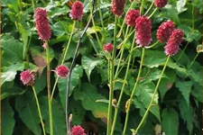 Sanguisorba 'Henk Gerritsen'