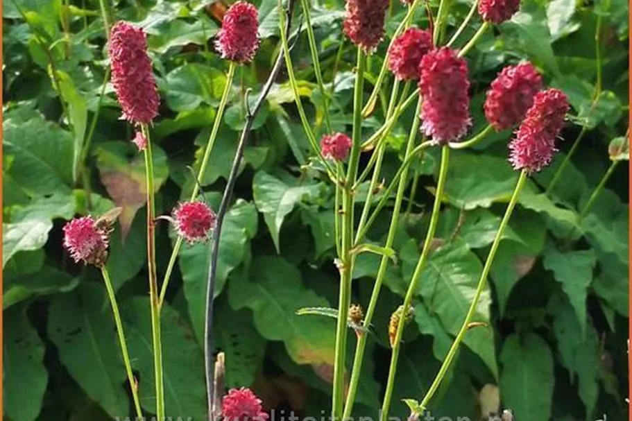 Sanguisorba 'Henk Gerritsen'