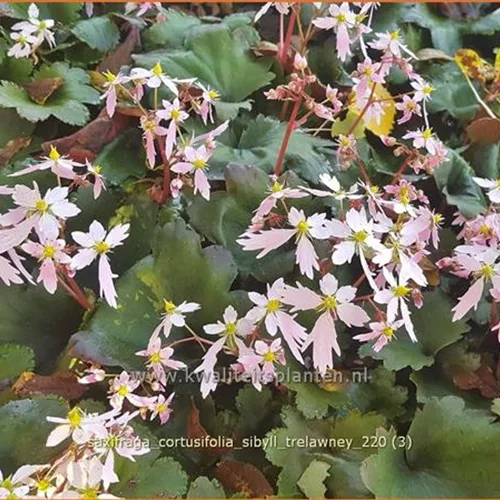 Saxifraga cortusifolia 'Sibyll Trelawney'