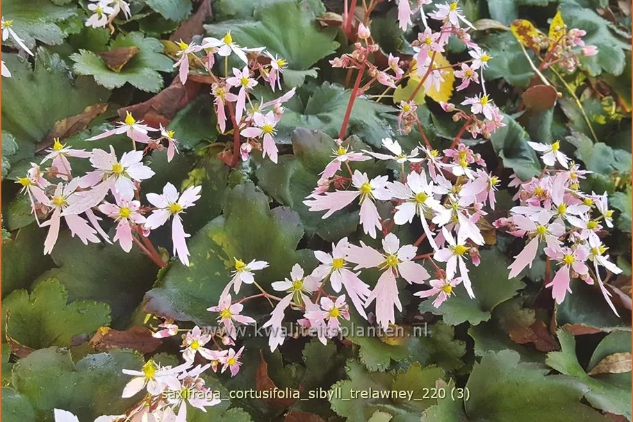 Saxifraga cortusifolia 'Sibyll Trelawney'