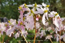 Saxifraga cortusifolia 'Sibyll Trelawney'