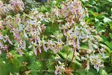 Saxifraga cortusifolia 'Sibyll Trelawney'