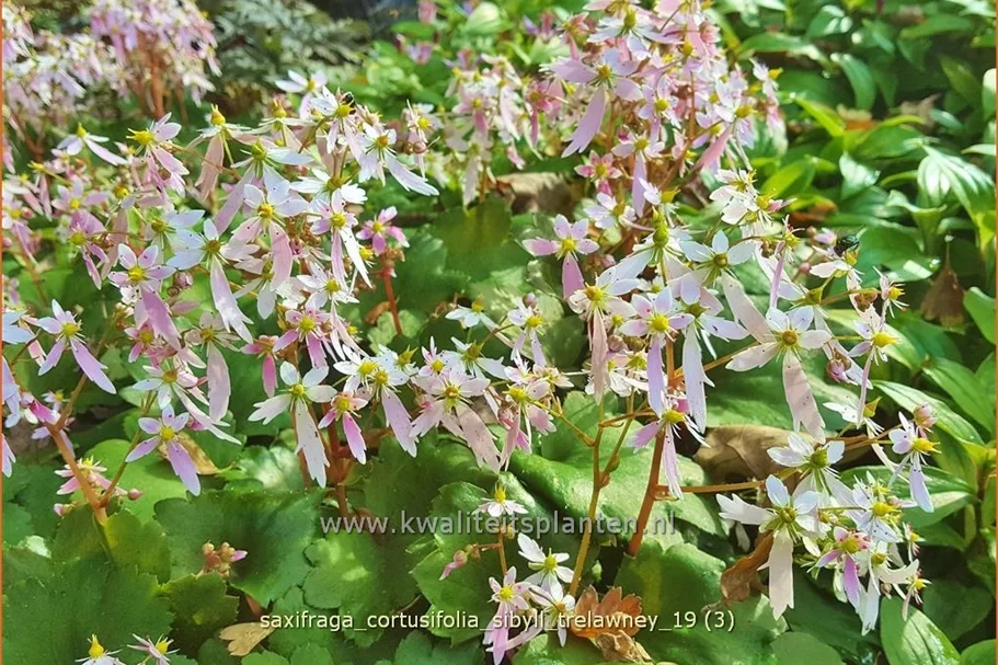 Saxifraga cortusifolia 'Sibyll Trelawney'