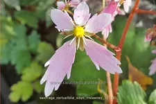 Saxifraga cortusifolia 'Sibyll Trelawney'
