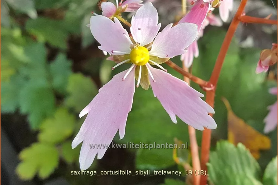 Saxifraga cortusifolia 'Sibyll Trelawney'