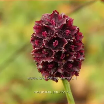Sanguisorba 'Joni'